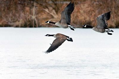 Canada Geese