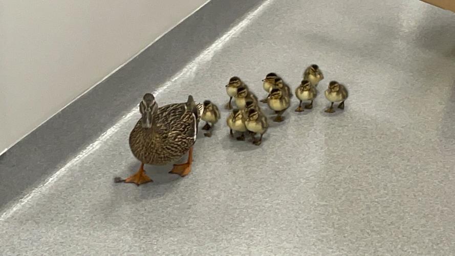 Smyrna Ducks