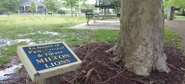A plaque for the Milton Lions beneath a tree in a park.