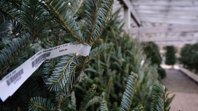 Christmas tree prices