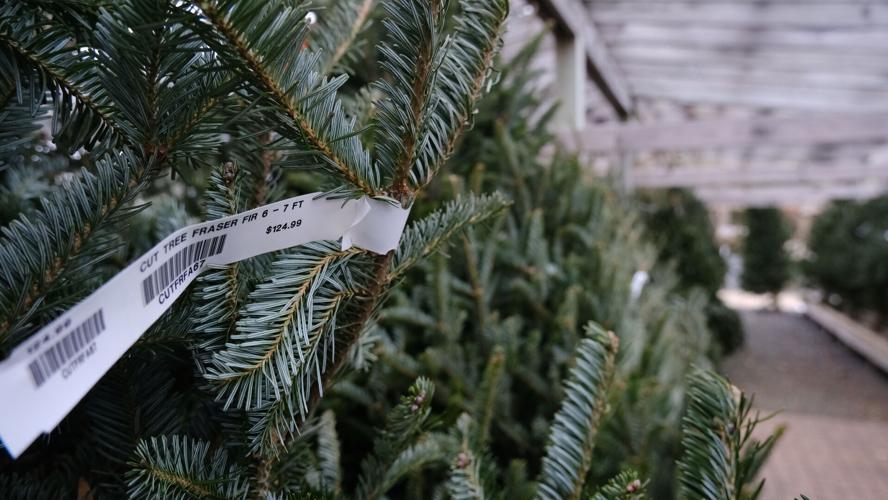 Christmas tree prices