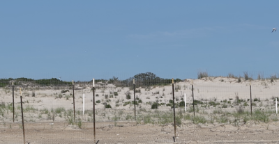 An image of Cape Henlopen State Park's the Point beach.