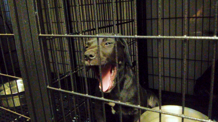 Mega Adoption Arrivals at BVSPCA in Georgetown