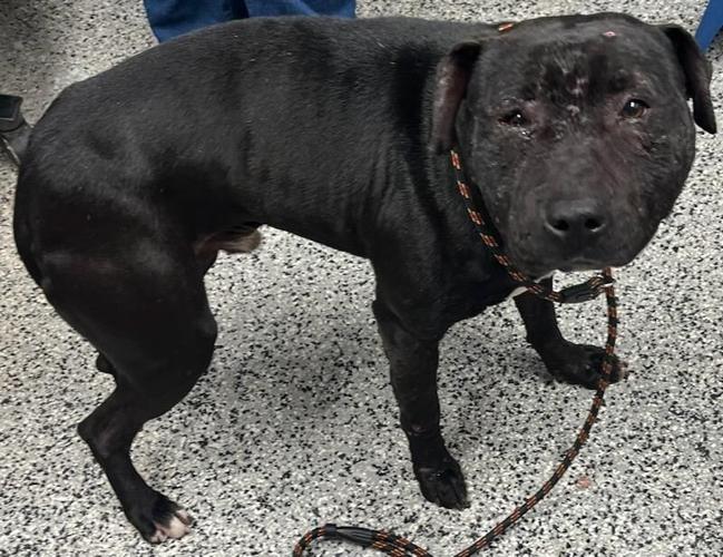Darry is now being cared for at the Brandywine Valley SPCA. Courtesy Brandywine Valley SPCA.