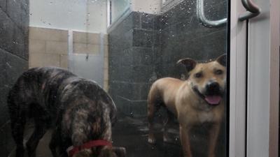 Dogs