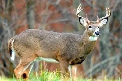 Delaware Hunting Licenses Are Now Easier To Purchase Online