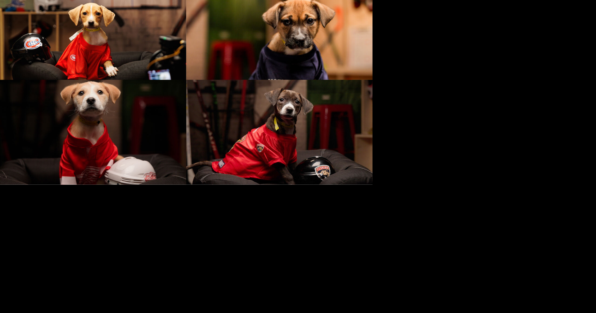 Georgetown rescue pups hit the ice in NHL’s Stanley Pup special