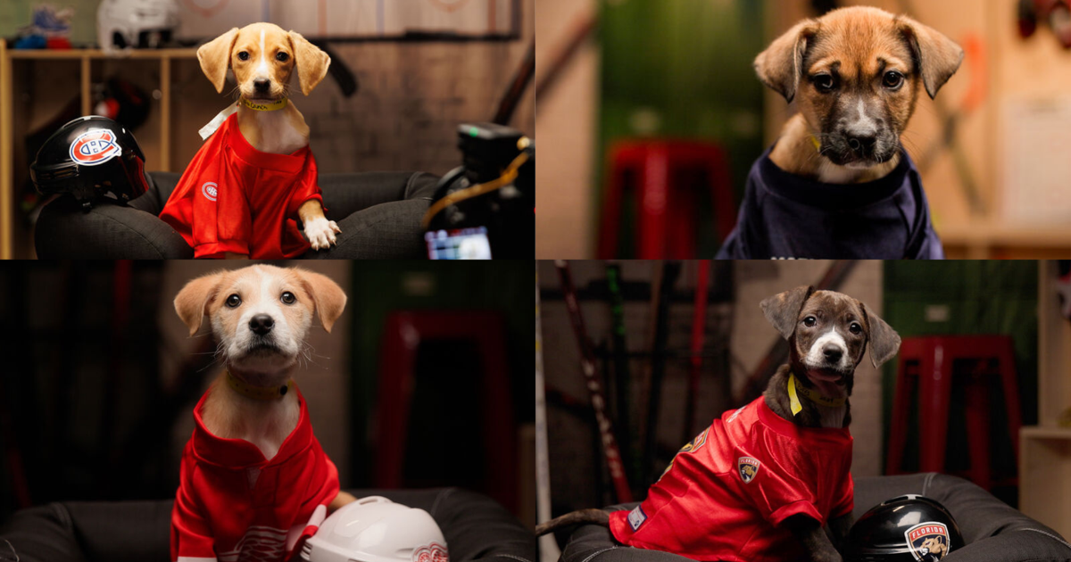 Georgetown rescue pups hit the ice in NHL’s Stanley Pup special