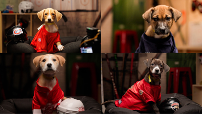 Stanley Pups