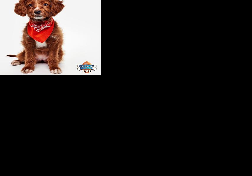 Puppy Bowl XXII