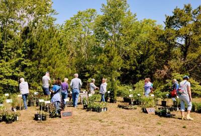 Water Family Fest  and plant sale returns to Ocean View