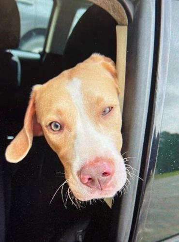 Dogs in urgent need of foster families