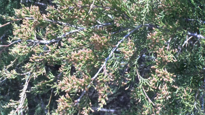 Flowering Juniper Tree