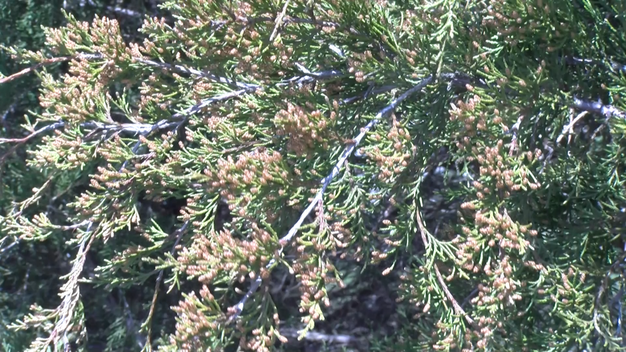 Flowering Juniper Tree