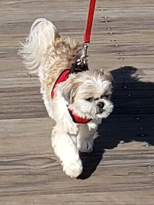 Koko loves to walk on the boardwalk in Bethany Beach and eat her favorite food, chicken! Her mom, Karen, said Koko loves to watch WRDE with her every morning. Courtesy Karen Stearrett.