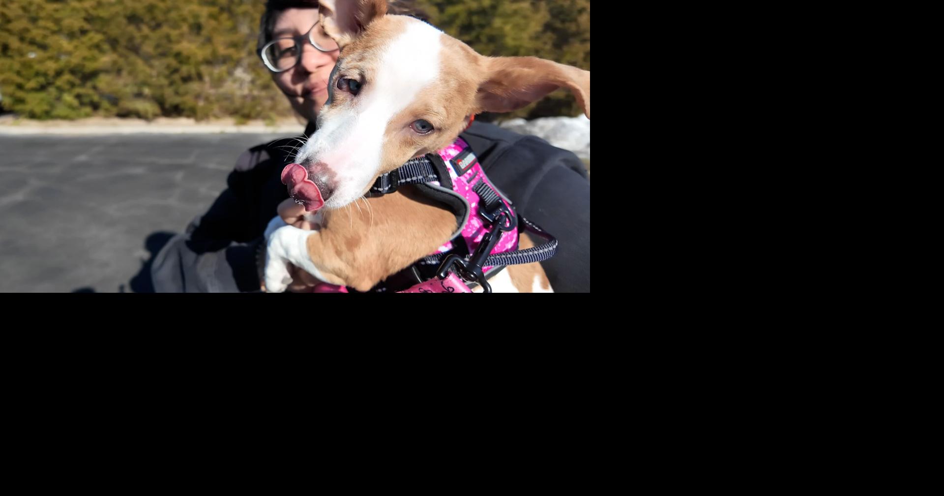 Coastal Connections: Local pup to compete in Puppy Bowl | Features ...