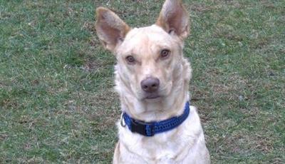 Rescued Dog Gets Chance at New Life, 3 Others Ready for Adoption