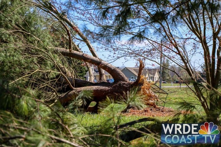 Tree damage from April 1's storm.