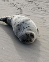 Rescue of young harp seal named Poppy