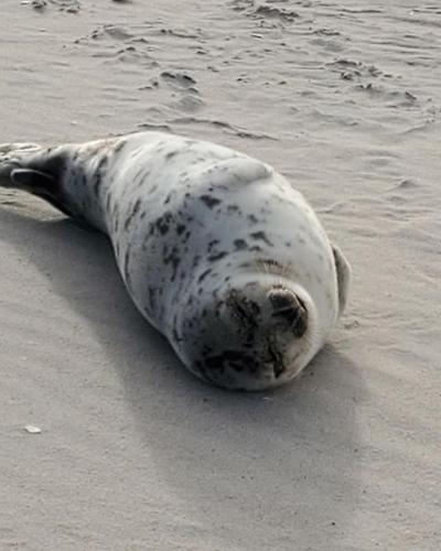 Rescue of young harp seal named Poppy