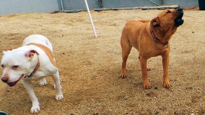Pets-Barking