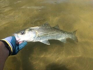 Striped Bass