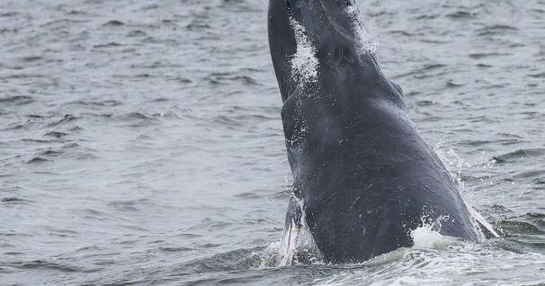 Researchers remember humpback whale after deadly ship strike