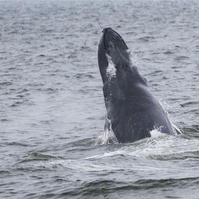 Humpback whale remembered