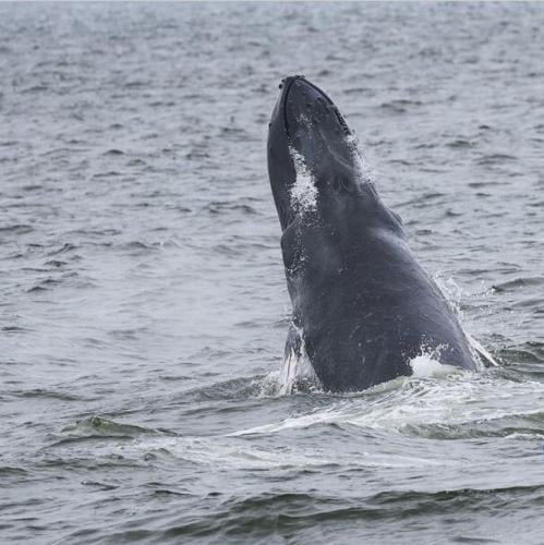Humpback whale remembered