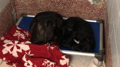 88 Dogs Arrive at BVSPCA Through new Partnership to Save Pets in Louisiana