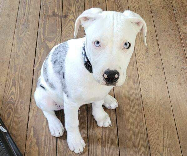 CORRECTION New Orleans Police Puppy Shot