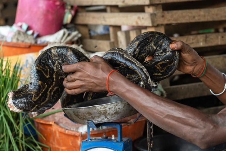 Ebola Wild Meat