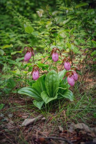 Native plants and flowers winning contest photo