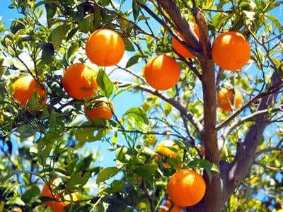 orange tree