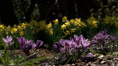 New Blooms and New Art, The Delaware Botanic Gardens at Pepper Creek Reopens