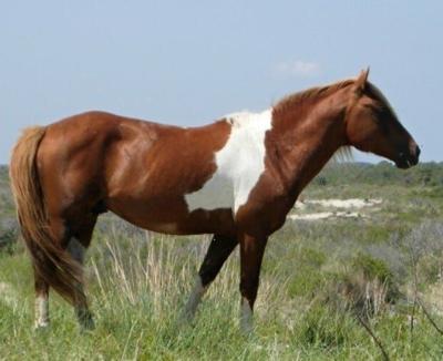 Wild Horse Euthanized After Being Struck by Vehicle on Assateague Island