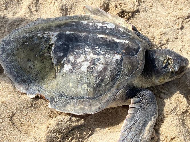 Kemp’s ridley sea turtle struck