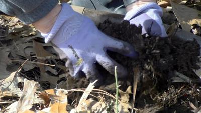 Rehoboth in Bloom Plants Colorful Flowers, Preparing for Spring
