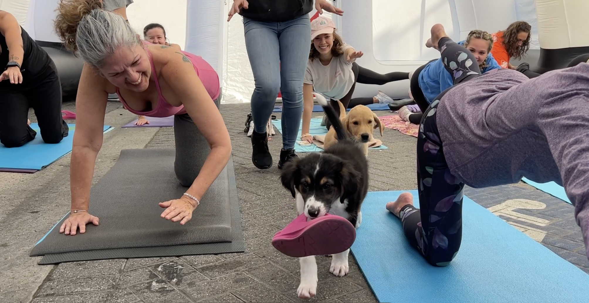 Yoga W Puppies.png
