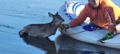 deer rescue