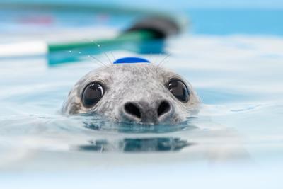 Seal rescue