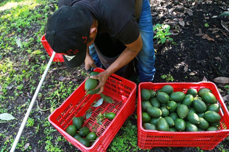 Mexico Avocados