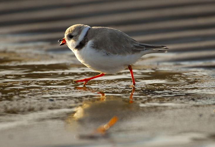 Piping plover