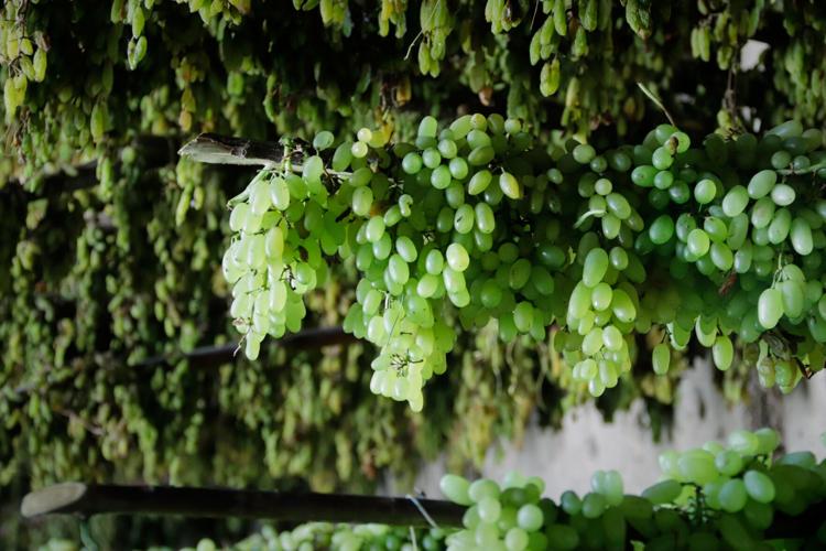 Afghanistan Grapes to Raisins