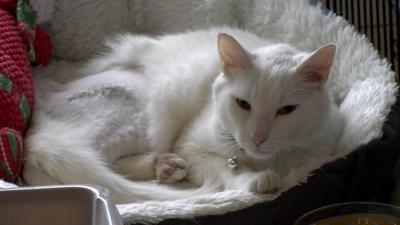 Reward Available for Suspect who Shot Milton Family's Cat