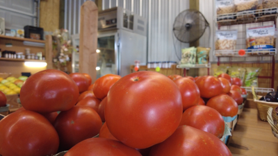 Tomatoes running into some trouble in Sussex County