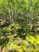 DNREC gives Pocomoke watershed wetlands highest health grade to date