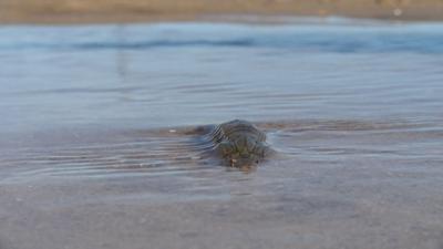 Mantis Shrimp Wash Up On Delaware's Coast