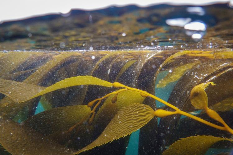 California Kelp Farm