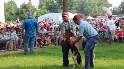 Pony Auction